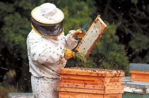 Asistencia a apicultores afectados por inundaci�n