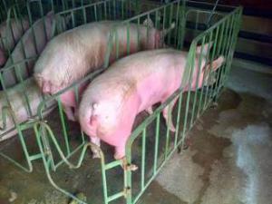 Producci�n Porcina: Inseminados